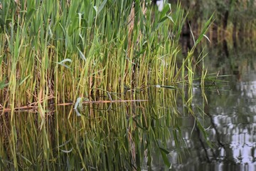 Reflection of reeds on the water surface of the lake.