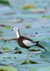 Pheasant-tailed Jacana (Hydrophasianus chirurgus) in close-up shot, Beautiful waterbird in its habitat.