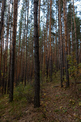 Beautiful pine forest. mysterious forest