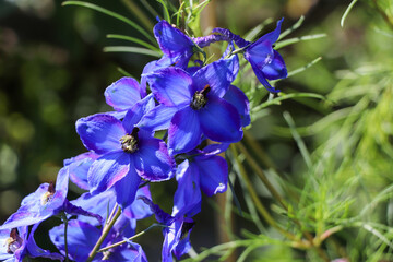 Parc des 5 sens - Yvoire