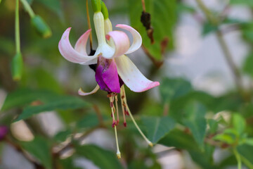 Parc des 5 sens - Yvoire