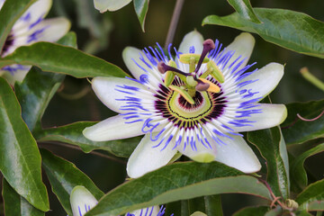 Parc des 5 sens - Yvoire