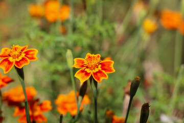 Parc des 5 sens - Yvoire