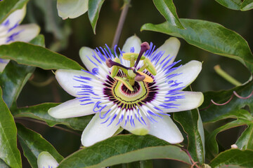 Parc des 5 sens - Yvoire