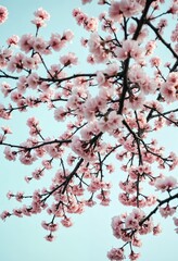 A close-up image captures a vibrant pink cherry blossom tree against a clear blue sky, with its branches adorned with pink flowers and a central focus on the tree's branches and branches,