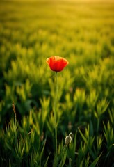 A solitary red poppy stands tall in a lush green field, surrounded by tall grass and a warm, golden sunset, creating a serene and tranquil scene
