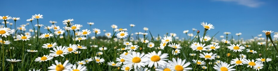 A serene field of white daisies with yellow centers, set against a clear blue sky, is captured from a low angle, emphasizing the vastness of the field and the beauty of nature