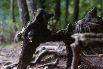 Odsłonięty korzeń w lesie © PawelCichowski