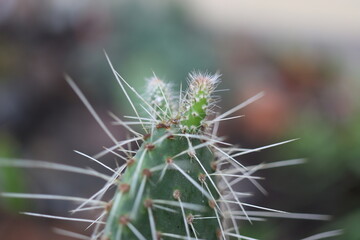 kaktus opuncja opuntia vulgaris