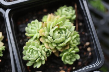 Rosularia chrysantha Rozularia złocista bylina © Perovskia