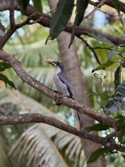 Sri Lanka grey hornbill on branch
