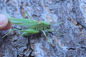 fingers of a hand holding one green locust grasshopper sitting on brown tree bark in nature