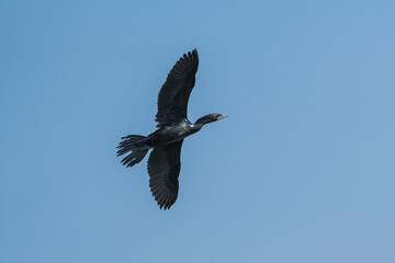 Little Cormorant in flight. The little cormorant (Microcarbo niger ) is a member of the cormorant family of seabirds.