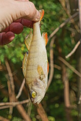 hand holding one fresh dead predatory fish perch on summer street in nature