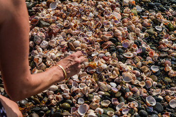 Beautiful colored seashells on sand background