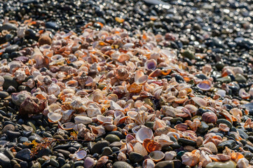 Beautiful colorful seashells on the beach