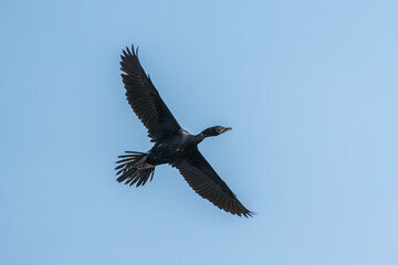 Little Cormorant in flight. The little cormorant (Microcarbo niger ) is a member of the cormorant family of seabirds.