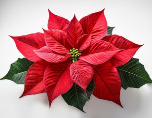 Freigestellter Weihnachtsstern – Perfekt für Weihnachtsdekorationen und Festtagswerbung