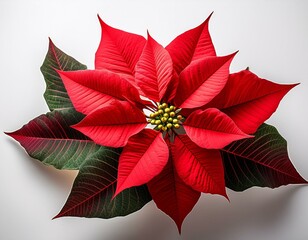 Freigestellter Weihnachtsstern &ndash; Perfekt f&uuml;r Weihnachtsdekorationen und Festtagswerbung