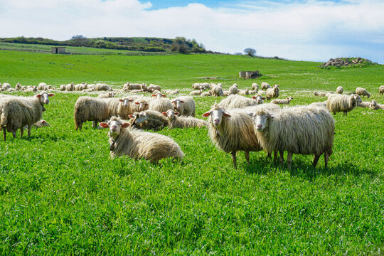 Flock of Sardinian sheep grazing