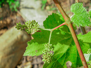 Closeup of blooming grapes flowers