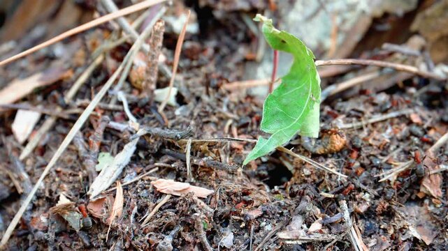 Numerous ants can be seen busily interacting with leaf debris on the forest floor, showcasing their natural behavior in an active ecosystem.