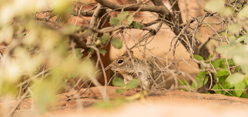 Close up Rodent Squirrel Hiding