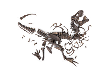 Skeletal remains of Tyrannosaurus rex (t-rex) isolated on white background. The concept of dinosaur extinction, the condition in which the Earth finds scattered fossil skeletons.
