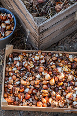 Flower bulbs for spring, tulips, daffodils, grape hyacinths, hyacinths, 