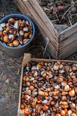 Flower bulbs for spring, tulips, daffodils, grape hyacinths, hyacinths, 