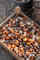 Flower bulbs for spring, tulips, daffodils, grape hyacinths, hyacinths, 