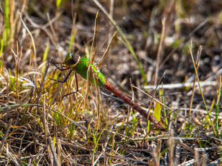 Green darner dragonfly on the ground