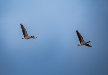 Canada geese in flight against blue sky