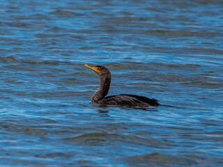 Black cormorant in the water