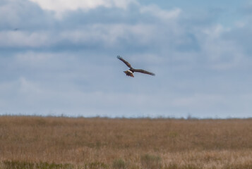 Northern harrier flying over the grasslands