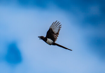 Black billed magpie in flight