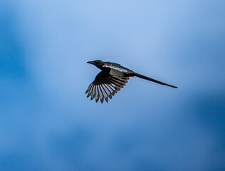 Black billed magpie in flight