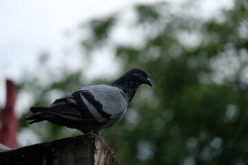 pigeon in the park
