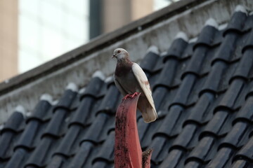 pigeon on the roof of the house