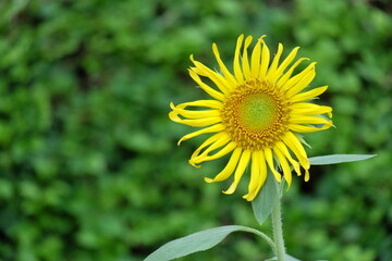 sunflower in the field