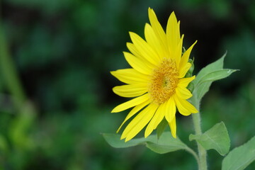 yellow flower of a sunflower