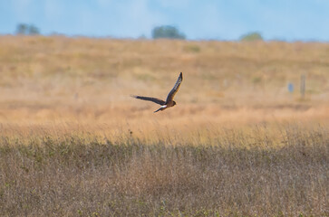 Northern harrier flying over the grasslands