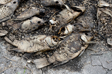 Dead fish carcasses from fish farms due to lack of oxygen