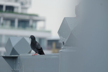 pigeon on the railing
