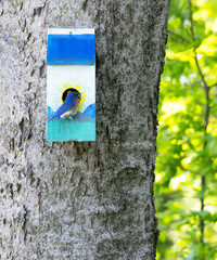Bluebird resting at colorful birdhouse on a sunny tree