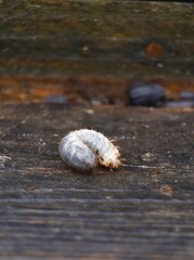 larve de cétoine dans un carré potager