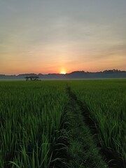 sunset over the field