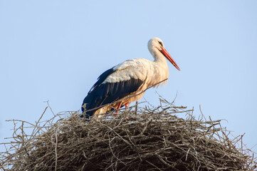 A stork stands in its nest, Builds the nest. A dramatic blue sky in the background. copy-space. High quality photo