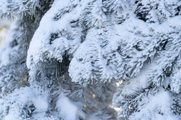 Snow covered trees. Winter forest