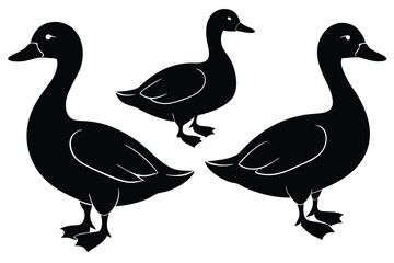 set-of-4-vector-black-silhouettes-of-duck---in-dif (1).eps